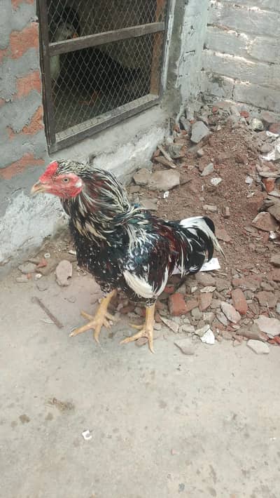 hens.