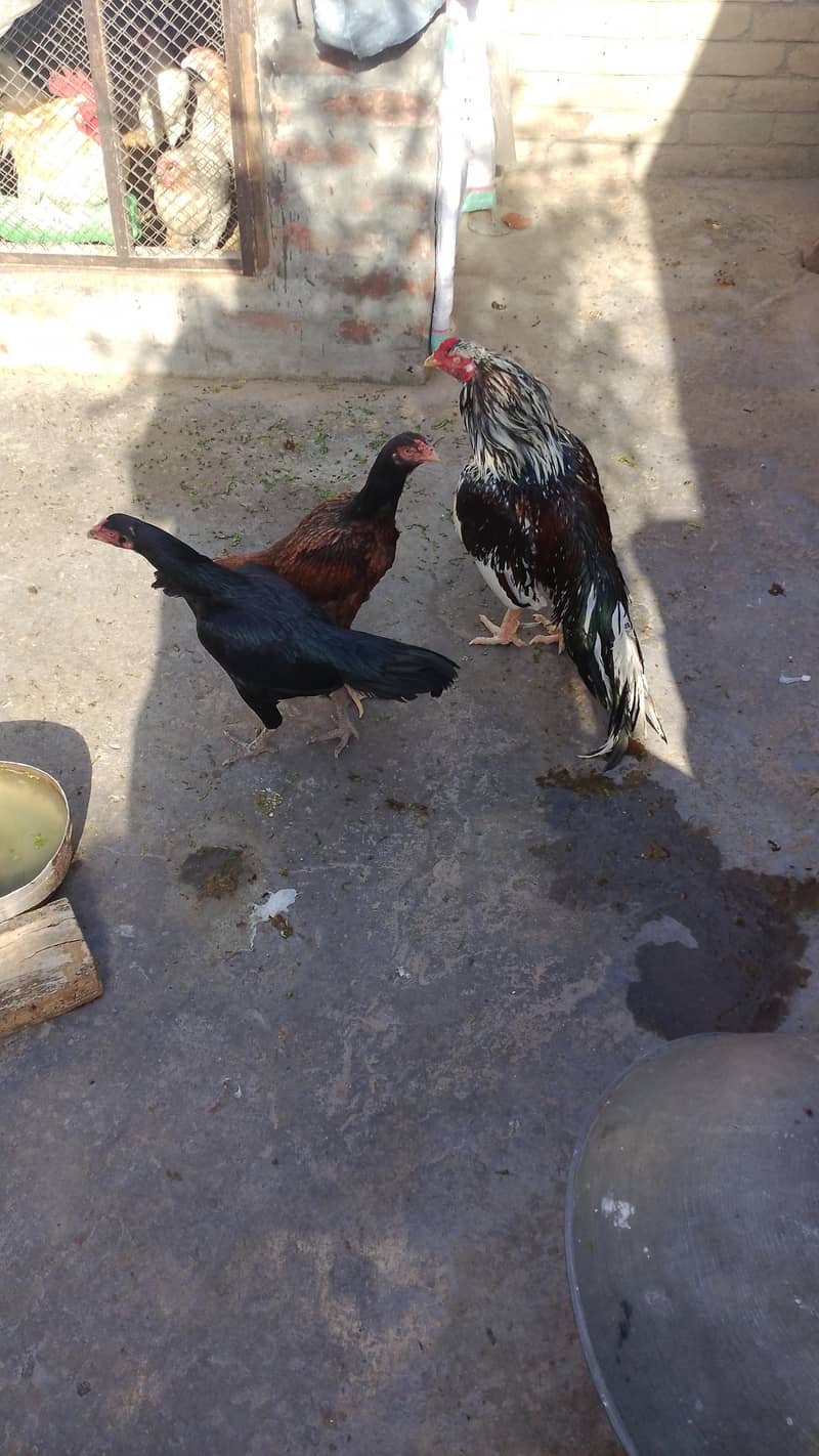 hens. 1