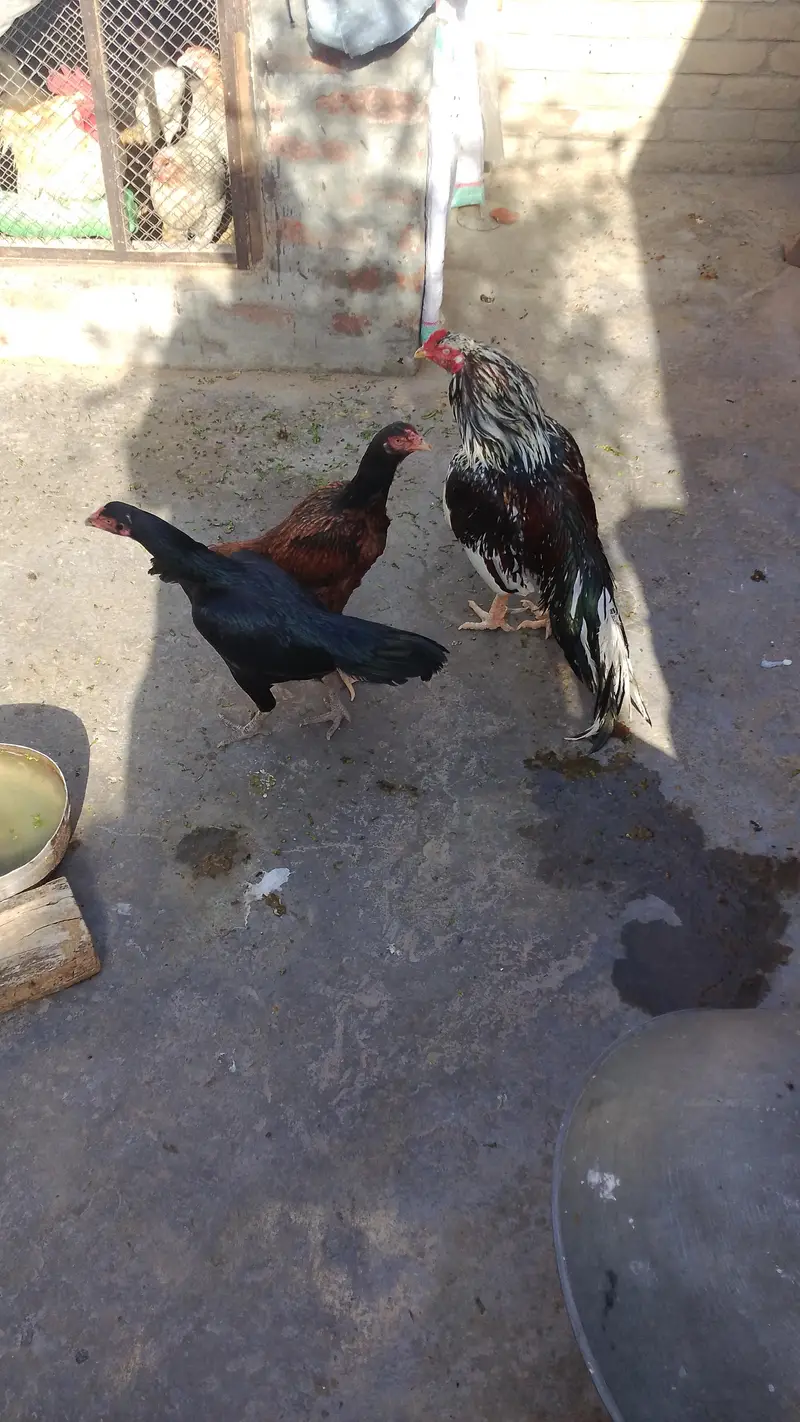 hens. — photo 2