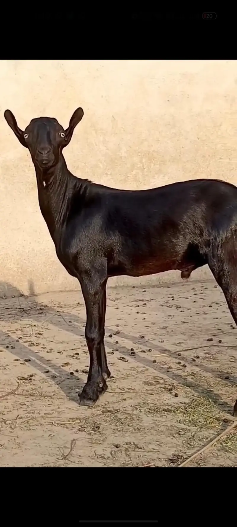 teda khary kano me — photo 3