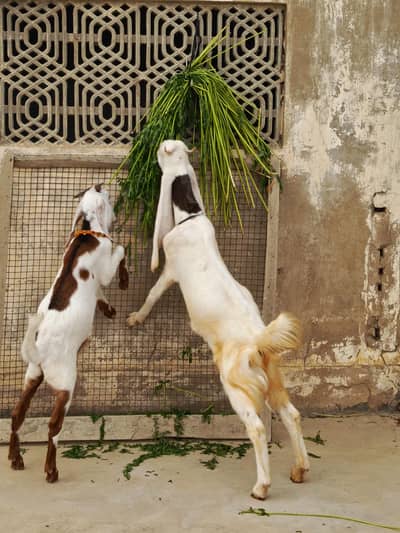 Gulabi bakei patth 2 danth abi hoi he or bakra