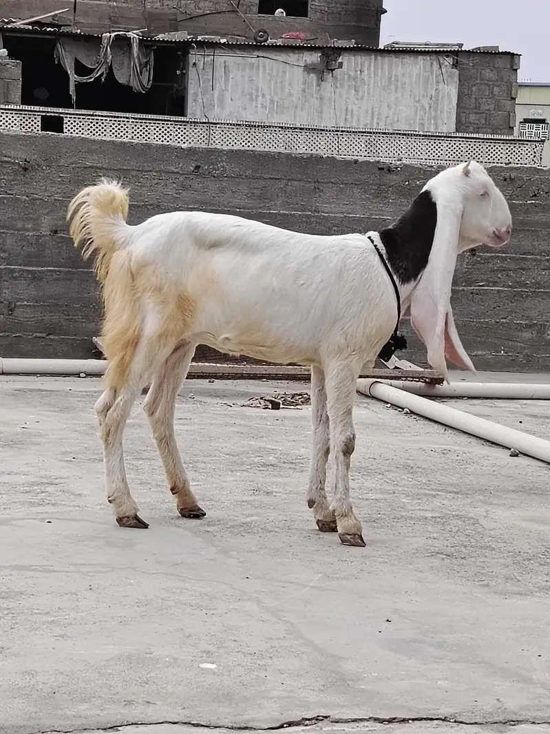 Gulabi bakei patth 2 danth abi hoi he or bakra — photo 2