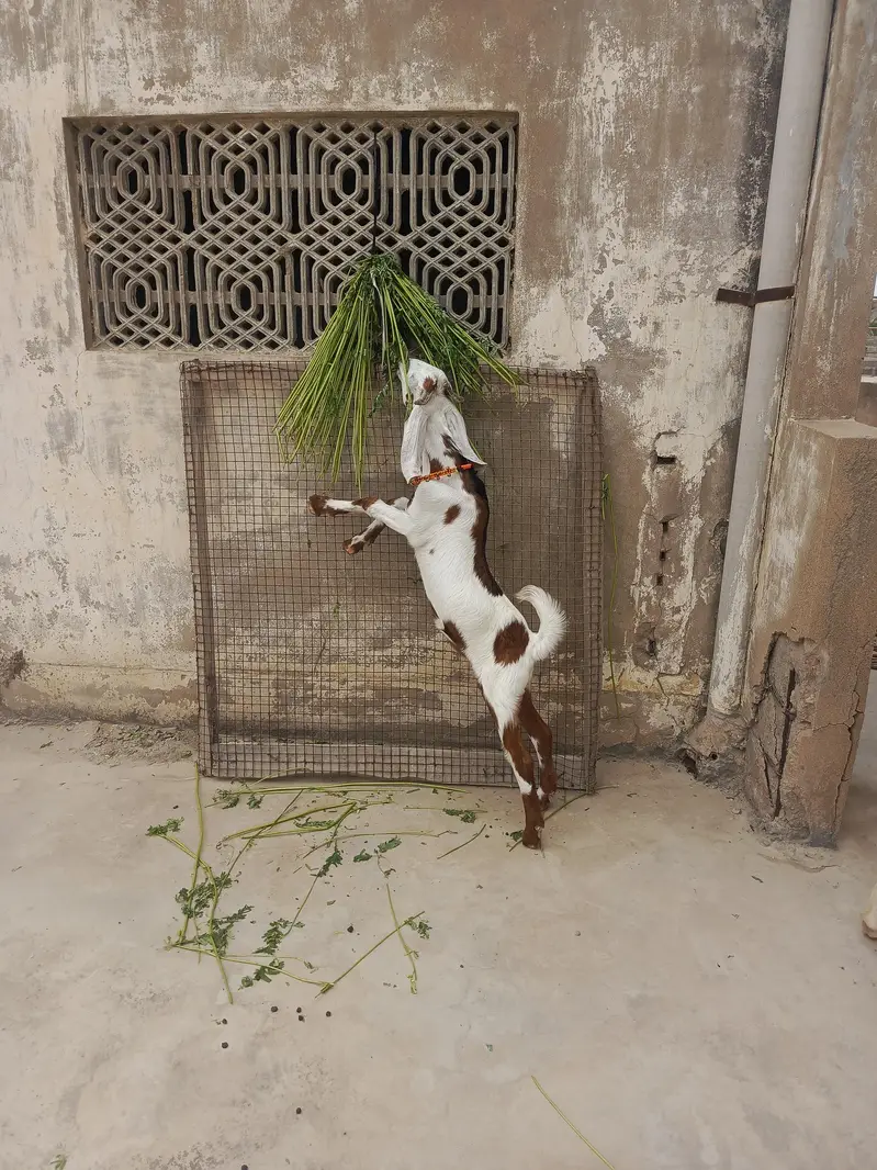 Gulabi bakei patth 2 danth abi hoi he or bakra — photo 3