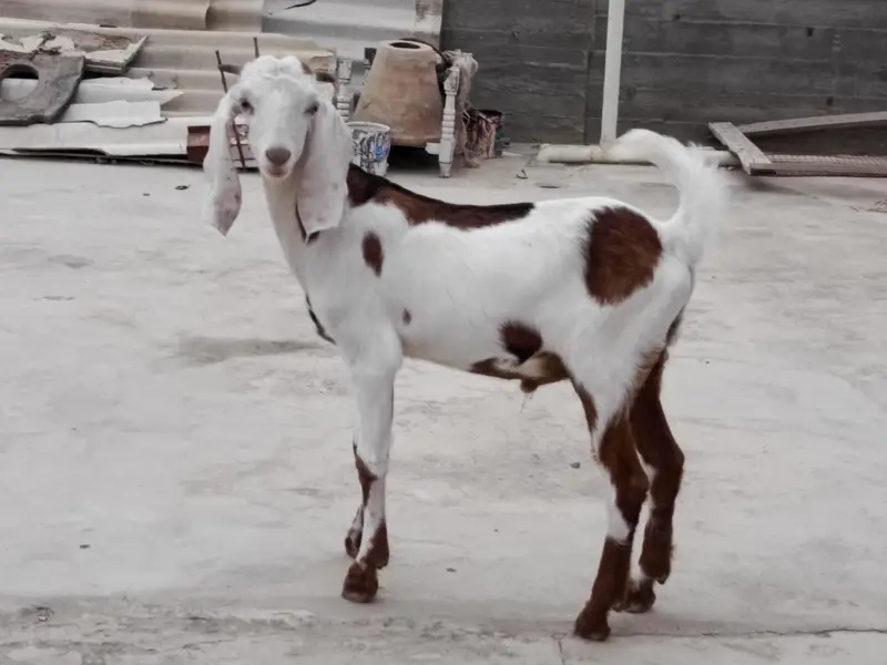 Gulabi bakei patth 2 danth abi hoi he or bakra — photo 4