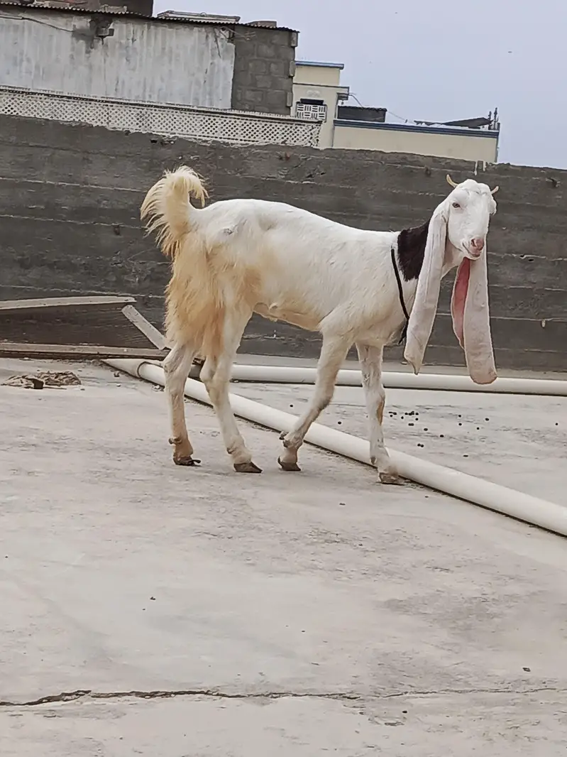 Gulabi bakei patth 2 danth abi hoi he or bakra — photo 5