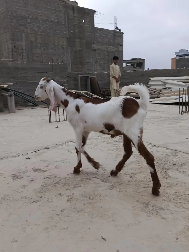 Gulabi bakei patth 2 danth abi hoi he or bakra — photo 6