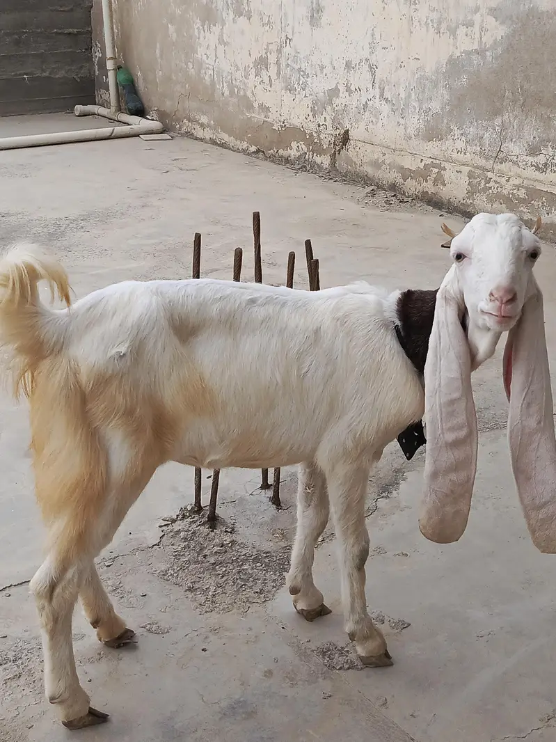 Gulabi bakei patth 2 danth abi hoi he or bakra — photo 7