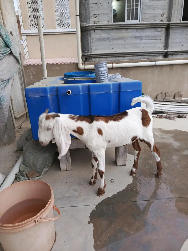 Gulabi bakei patth 2 danth abi hoi he or bakra — photo 8