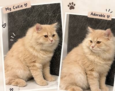 Beautiful Persian Cat for Sale 
