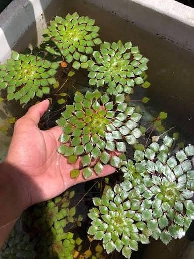 aquatic plants variety for tanks and ponds