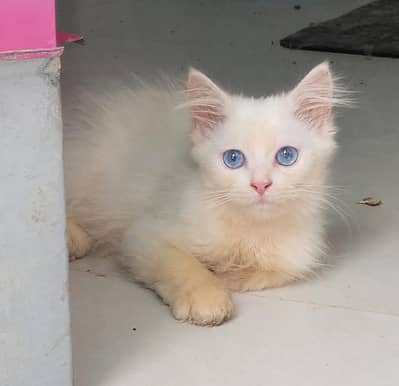 Persian Blue Eyes
