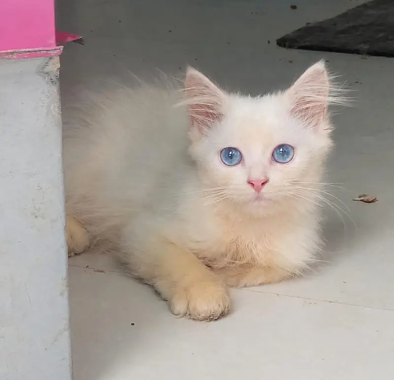 Persian Blue Eyes