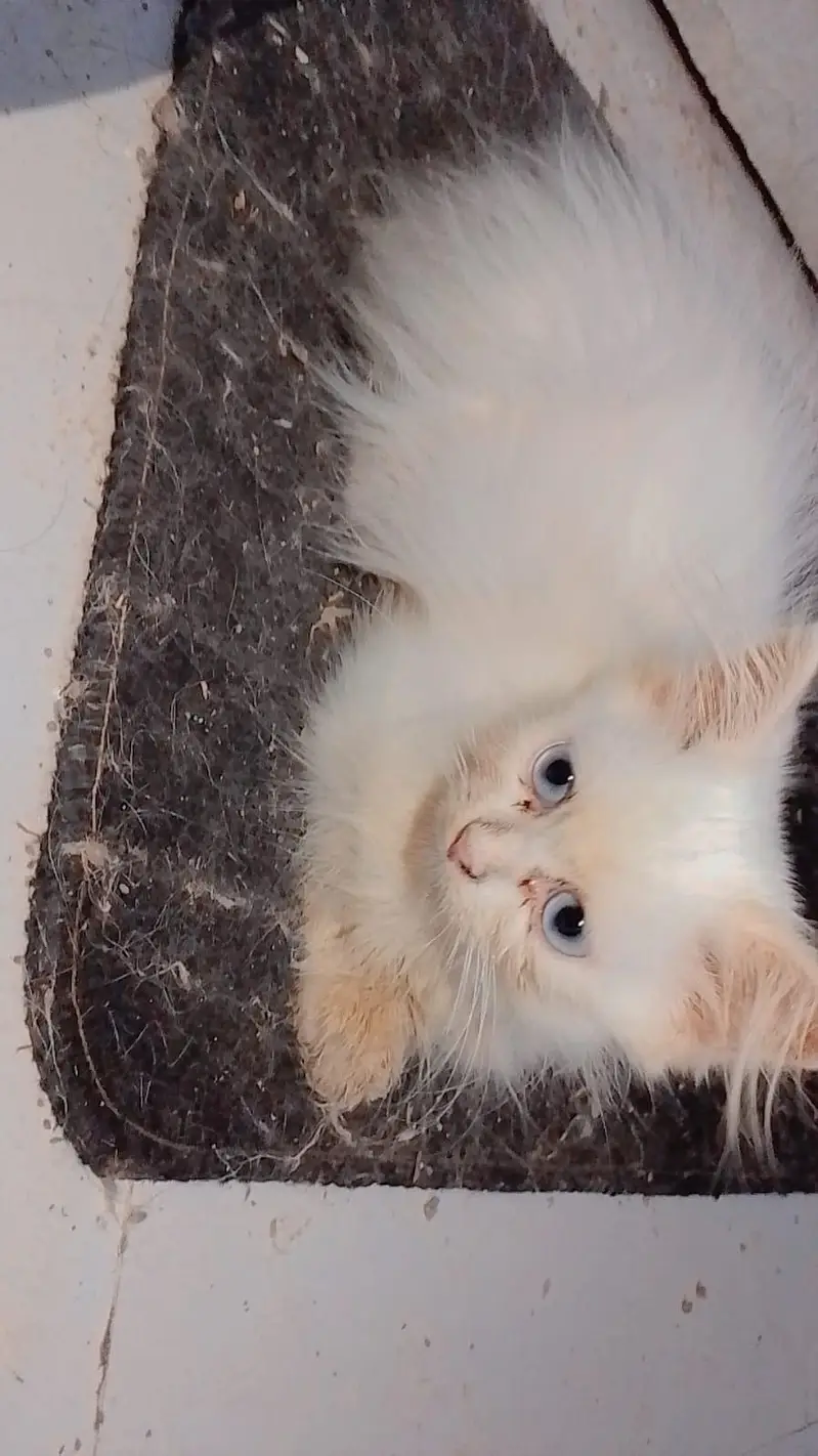 Persian Blue Eyes — photo 2