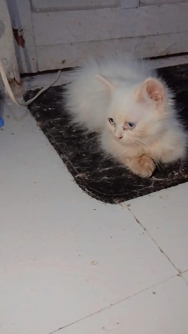 Persian Blue Eyes — photo 3