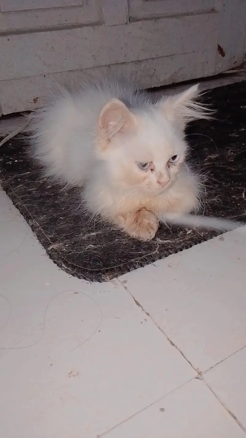 Persian Blue Eyes — photo 4