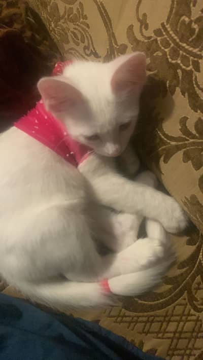 Very active playfull