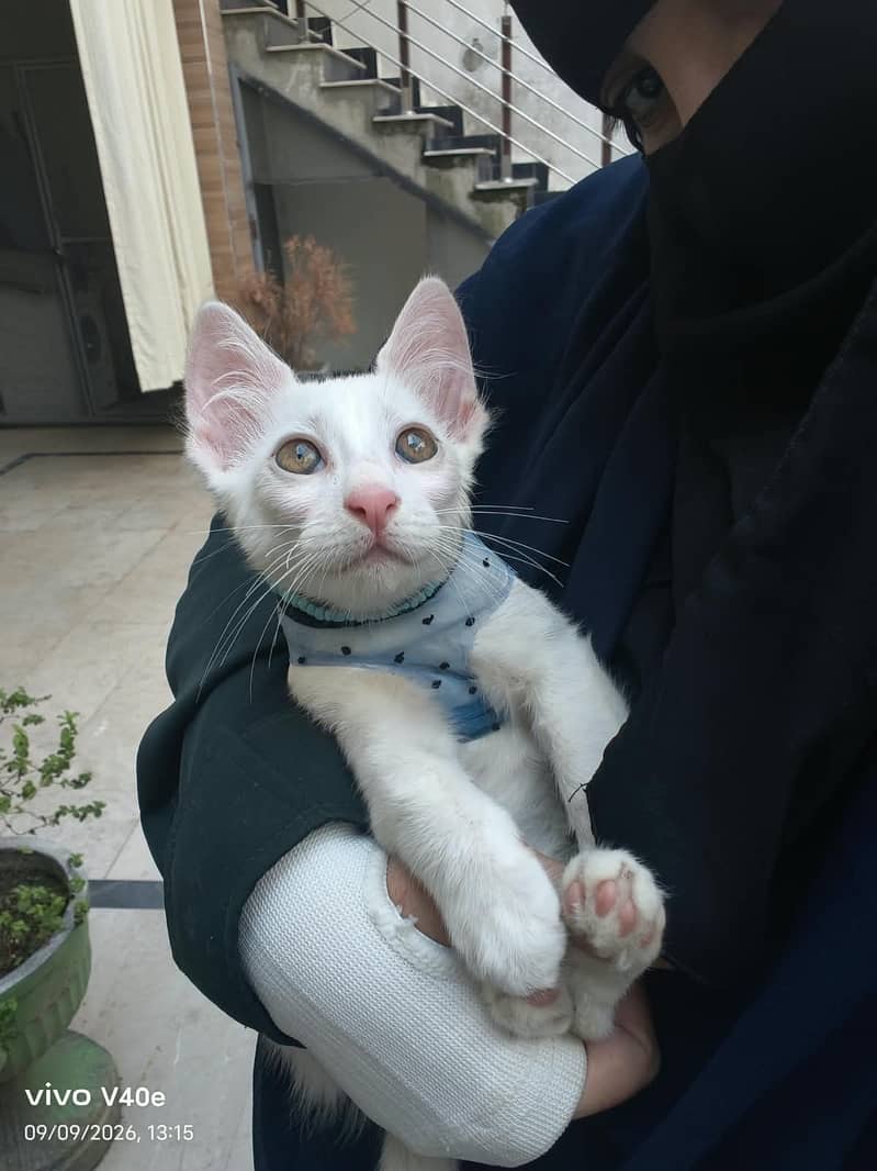 Very active playfull 2