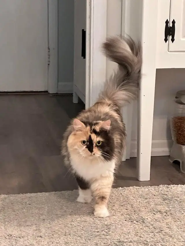 pure Persian callico female