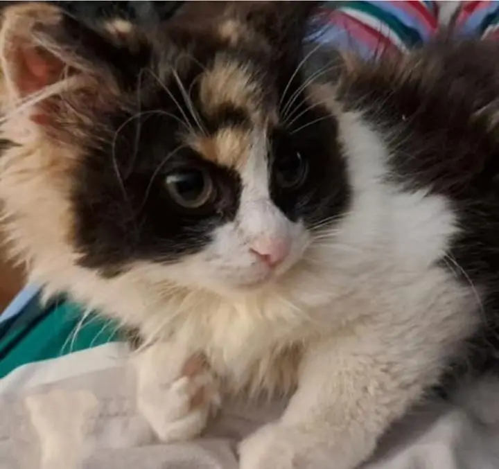 pure Persian callico female — photo 2