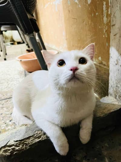 cute paersion cat har baat manti h