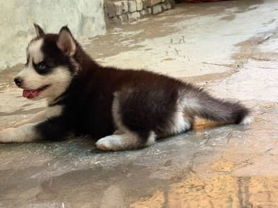 Husky 2 months male pup for sale vaccinated book available