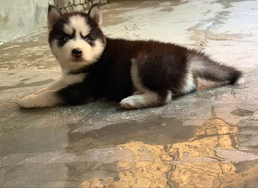 Husky 2 months male pup for sale vaccinated book available — photo 2