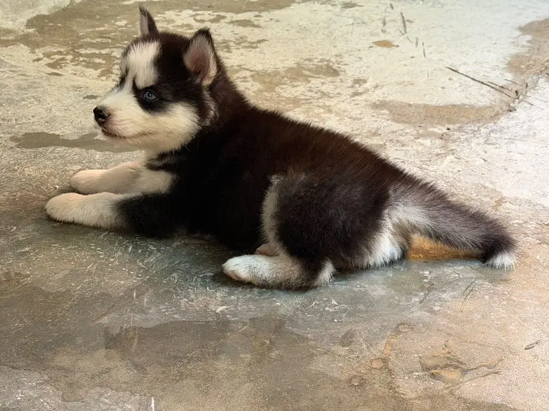 Husky 2 months male pup for sale vaccinated book available — photo 3