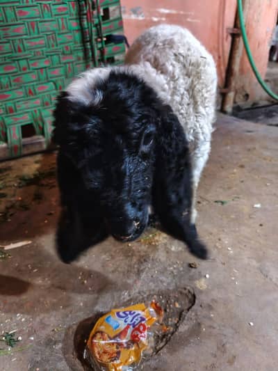 Dumbi 45 days old