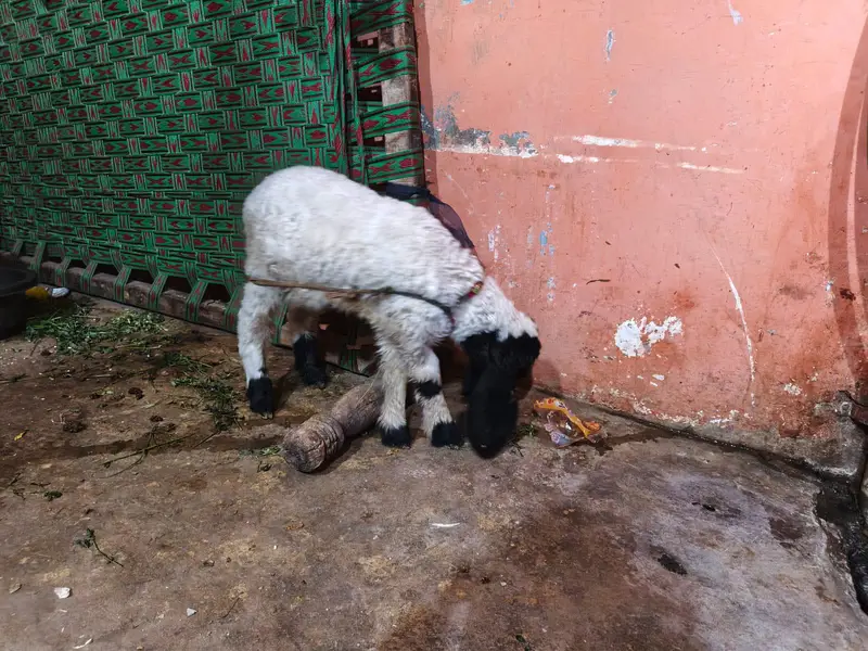 Dumbi 45 days old — photo 3