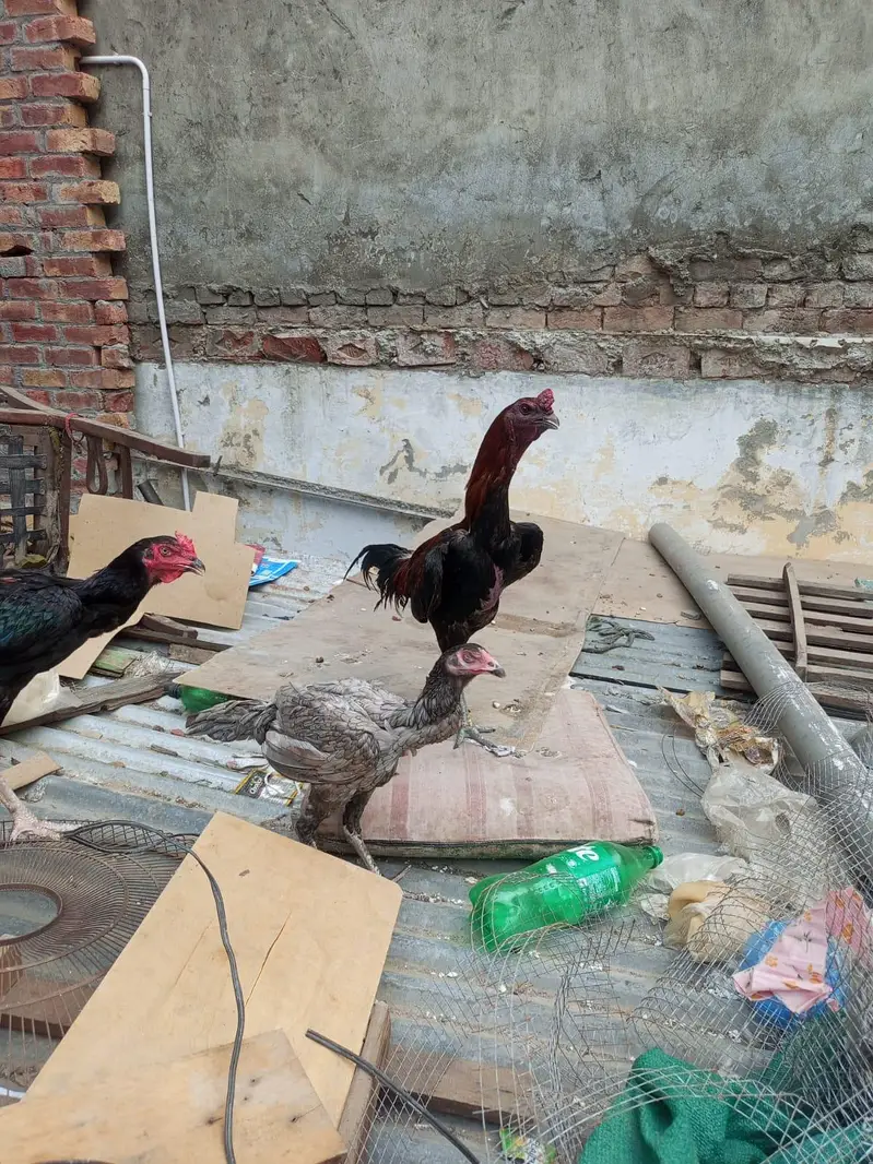 aseel dragon murga for sale — photo 2