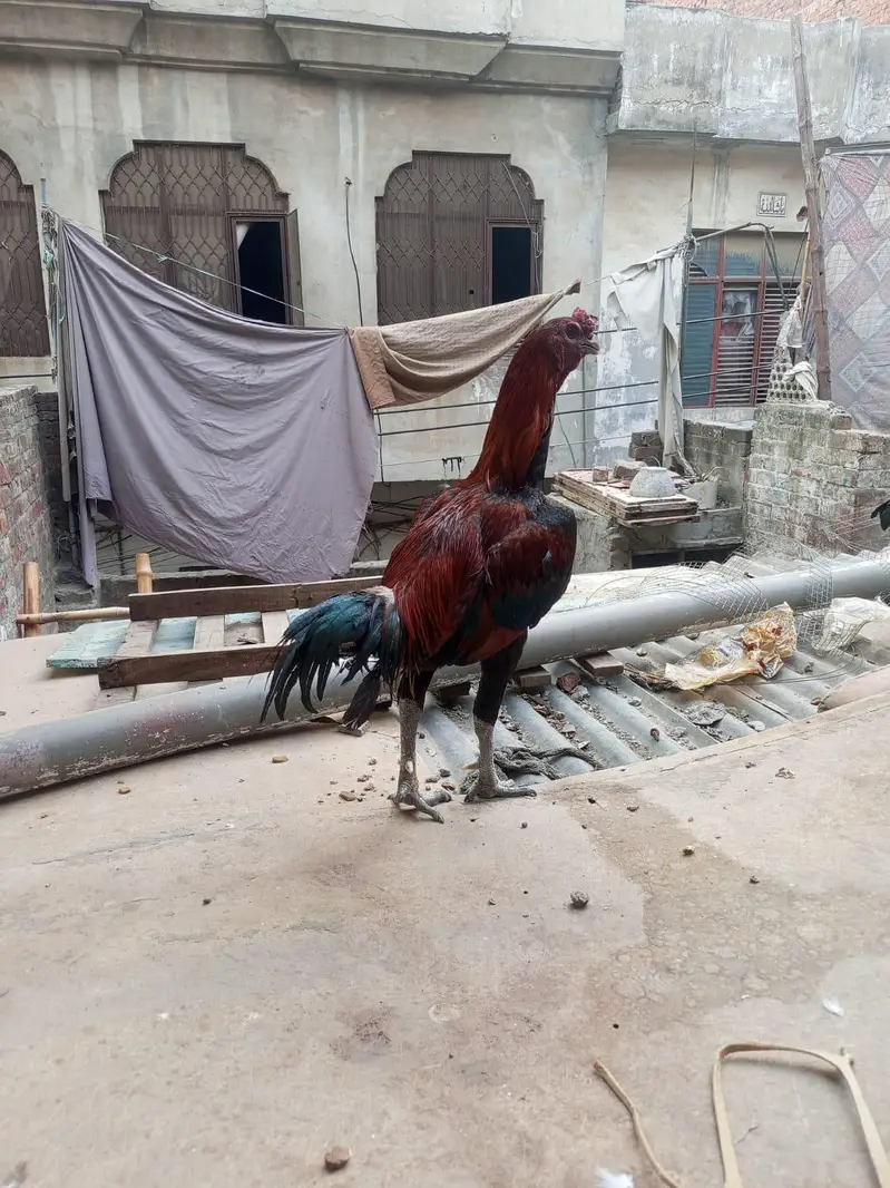 aseel dragon murga for sale — photo 3