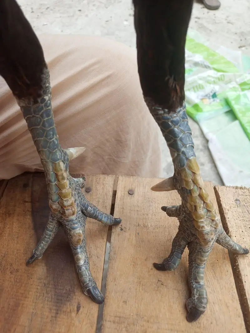 aseel dragon murga for sale — photo 6