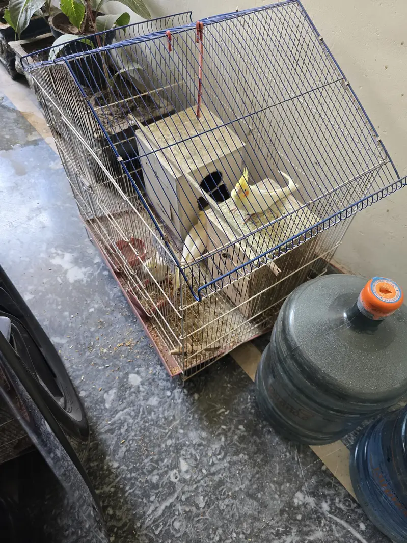 Cocktatiel pairs — photo 2