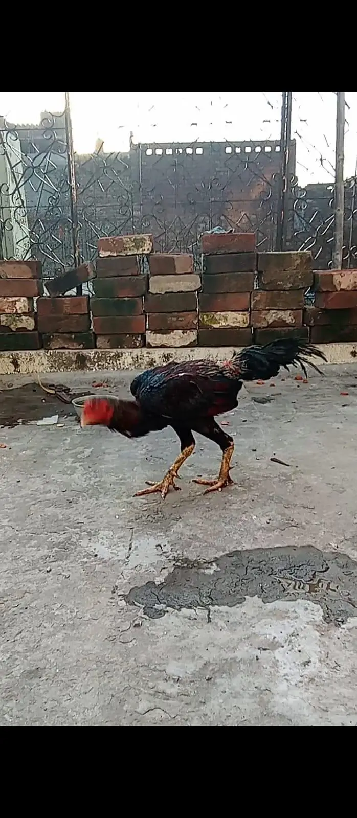 burmi+japni — photo 3