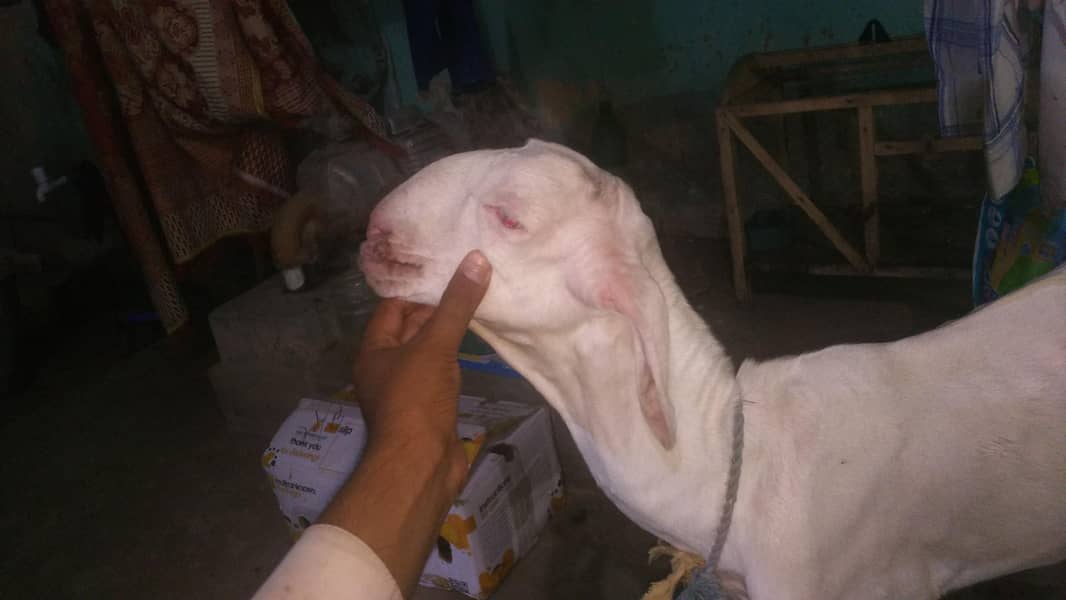 Nasal Tareef Ki Mohtaj Nahi 0