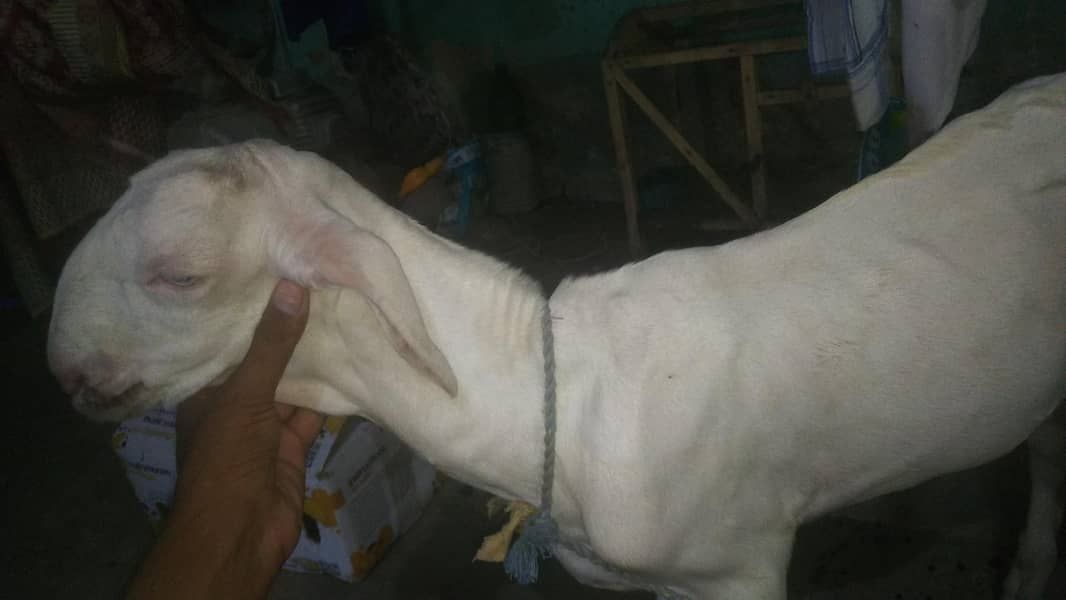 Nasal Tareef Ki Mohtaj Nahi 1