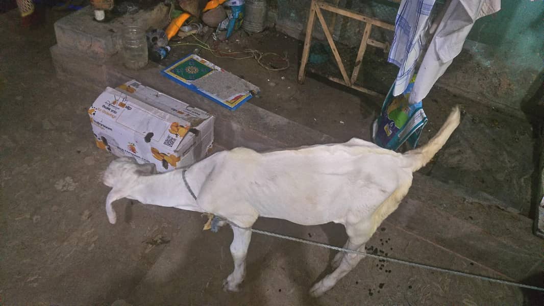 Nasal Tareef Ki Mohtaj Nahi 3