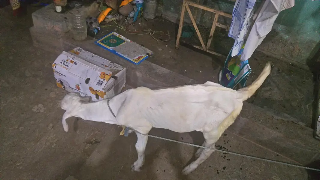 Nasal Tareef Ki Mohtaj Nahi — photo 4