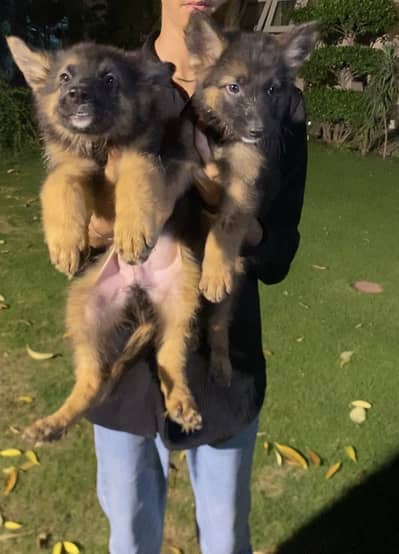 German shepherd