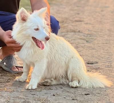 Beautiful Long Coat Pink Nose Female Russian Dog for Sale