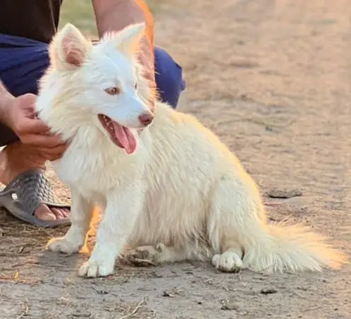 Beautiful Long Coat Pink Nose Female Russian Dog for Sale