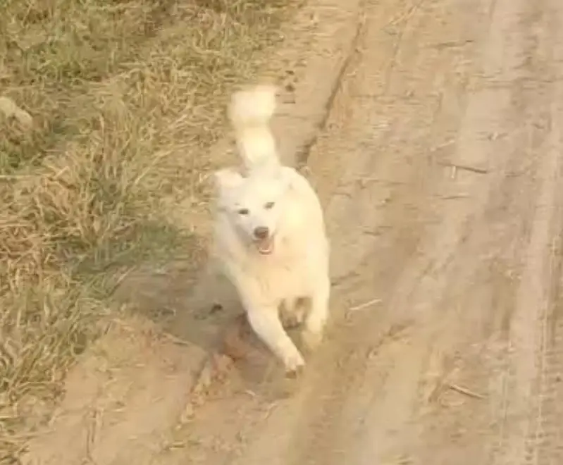 Beautiful Long Coat Pink Nose Female Russian Dog for Sale — photo 2
