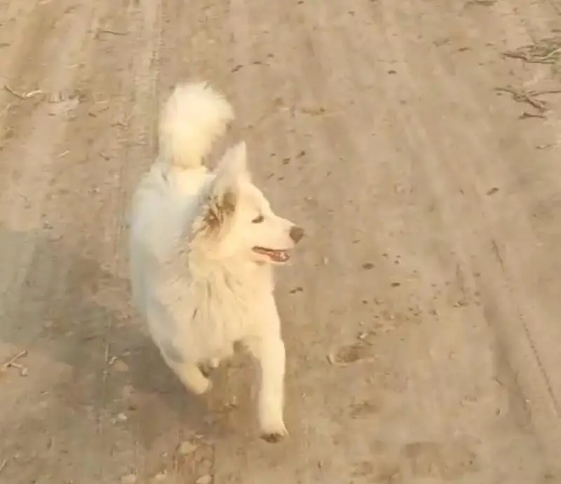 Beautiful Long Coat Pink Nose Female Russian Dog for Sale — photo 3