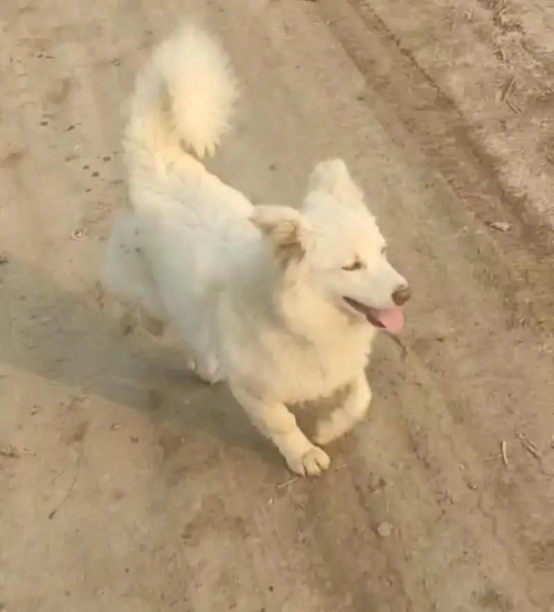 Beautiful Long Coat Pink Nose Female Russian Dog for Sale — photo 4