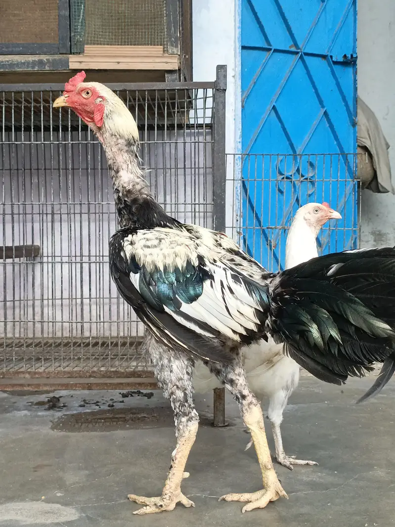 home breed a sale