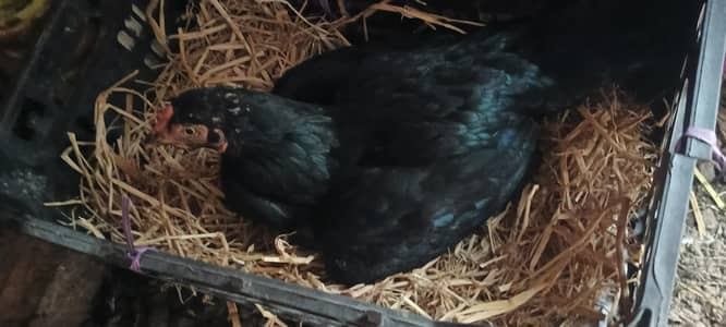 kurak black asil murge 12 tarik ko kurak hui ha har tarhan ok ha