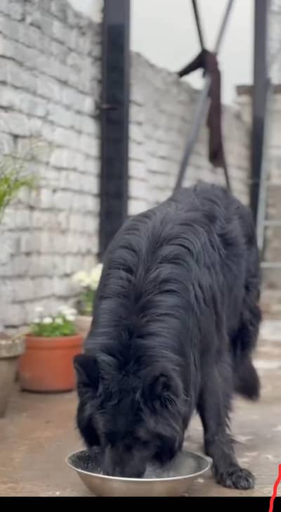 German Shepherd stud