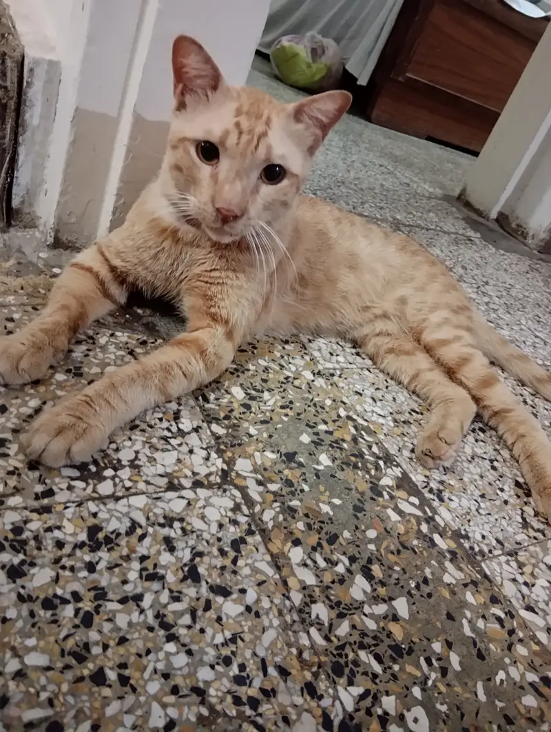 Male cat for adoption