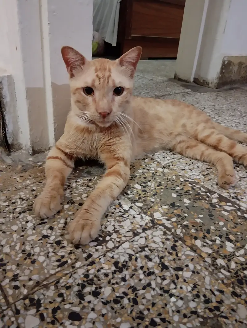 Male cat for adoption — photo 2