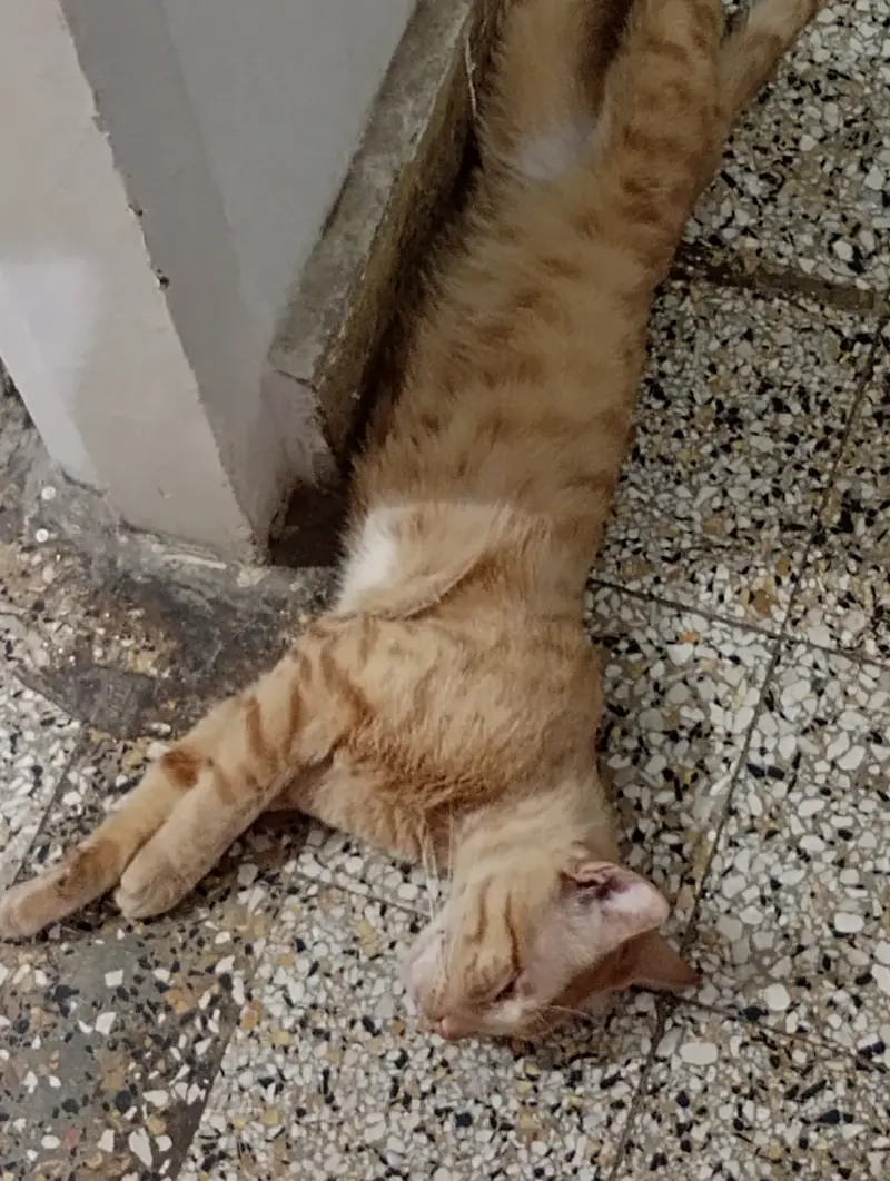 Male cat for adoption — photo 3